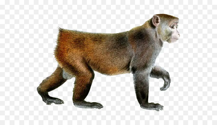 Singe，Primate PNG