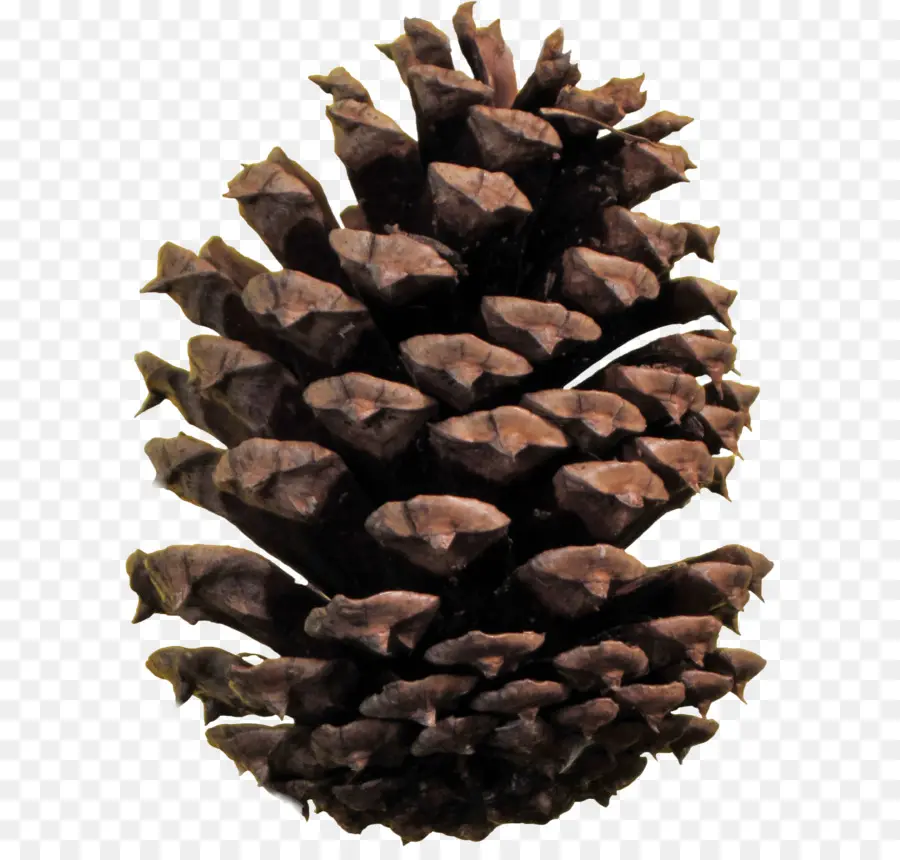 Pomme De Pin，Graine PNG