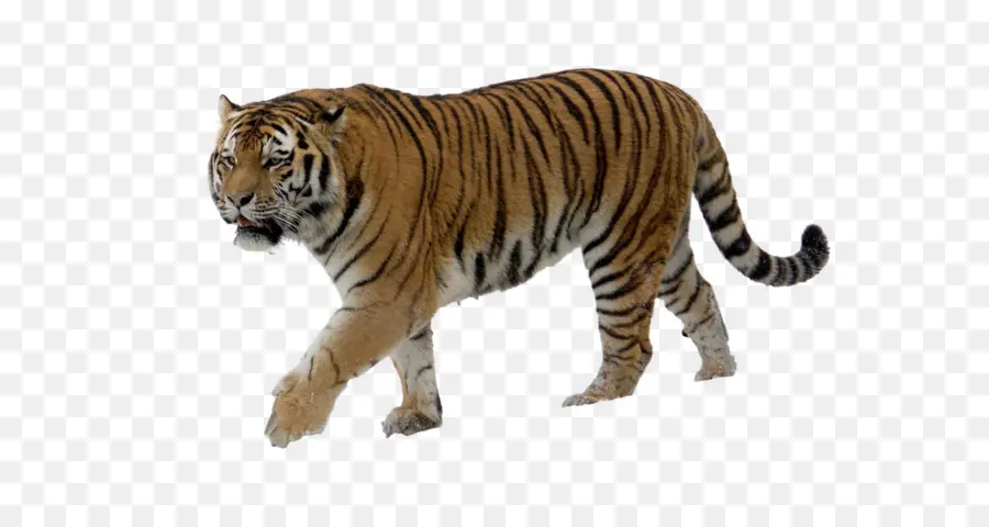 Chat Sibérien Tigre，Felidae PNG