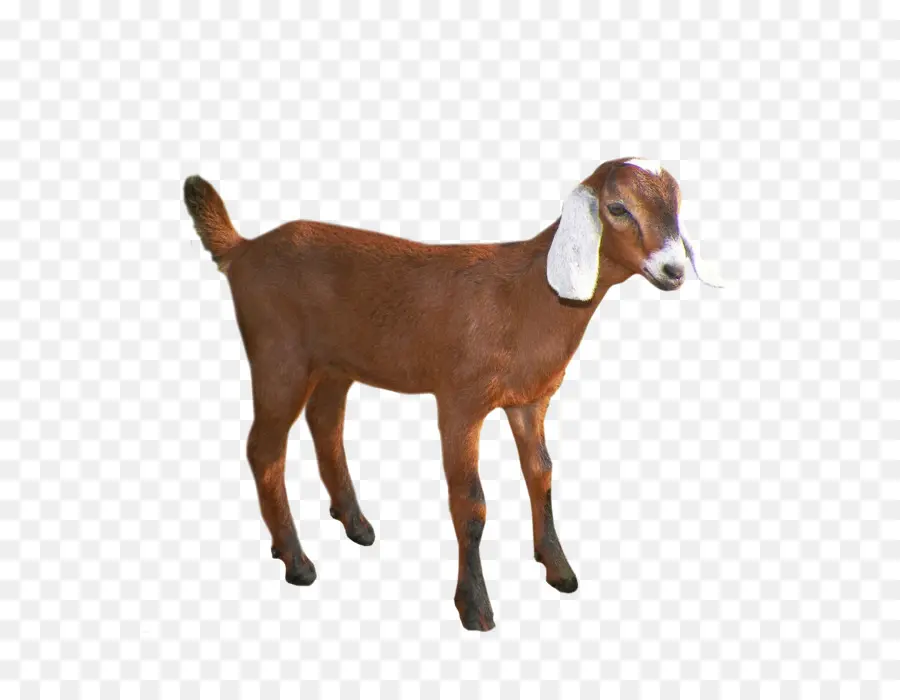 Chèvre，Les Moutons PNG