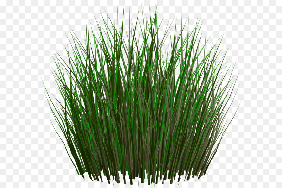 Herbe，Vert PNG