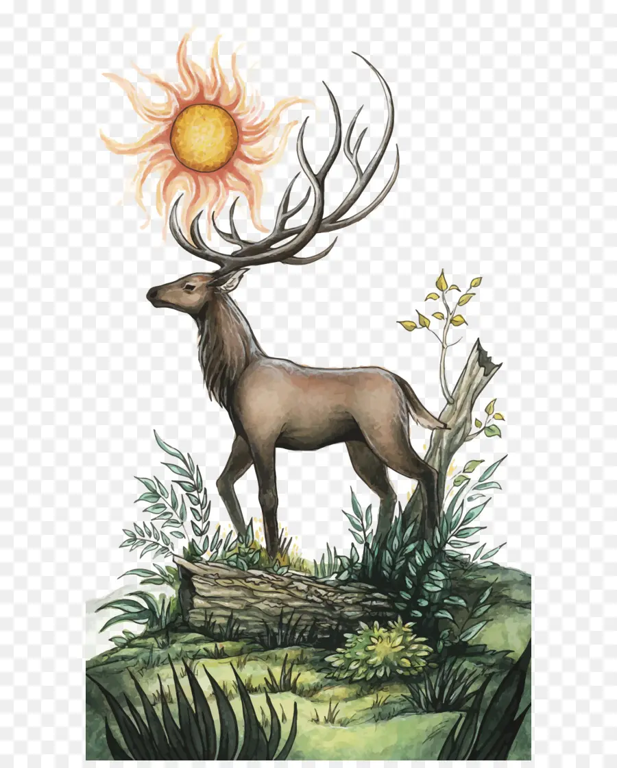 Cerf Et Soleil，Forêt PNG