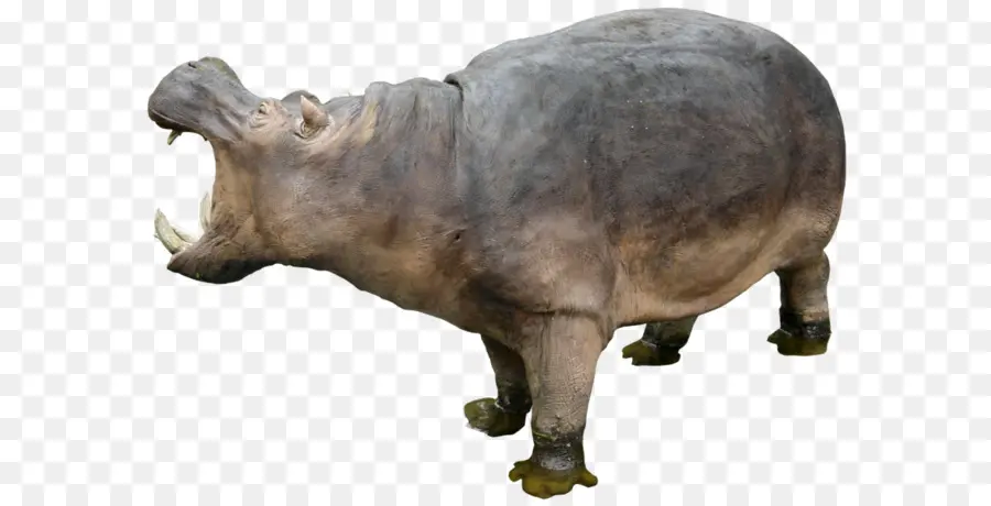 Hippopotame，Sauvage PNG