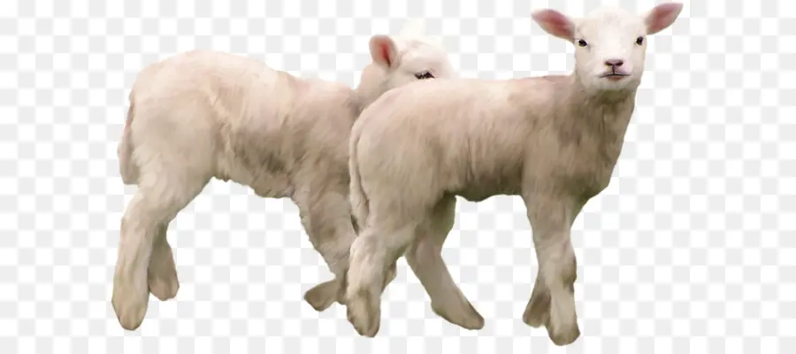 Chèvre，Les Moutons PNG
