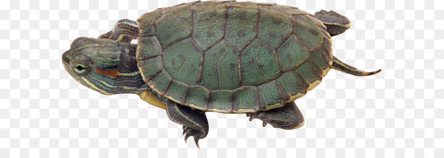 Tortue，Reptile PNG