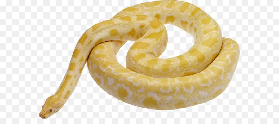 Serpent Jaune Et Blanc，Reptile PNG