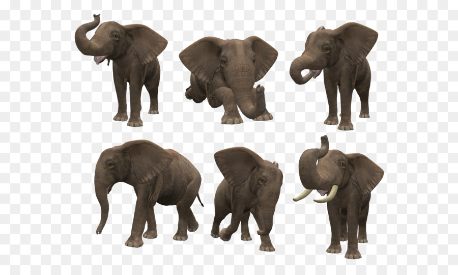 Éléphants，Faune PNG