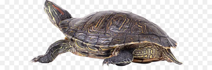 Tortue，Reptile PNG