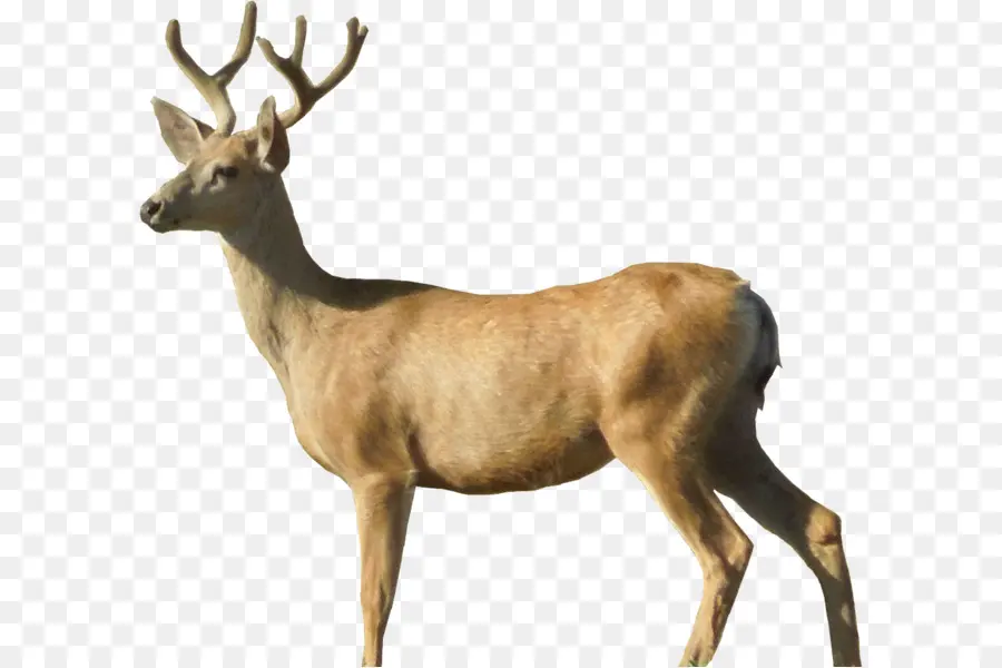 Cerf Avec Bois，Cerf PNG