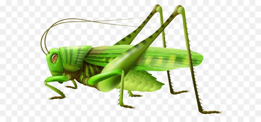 Sauterelle，Insecte PNG