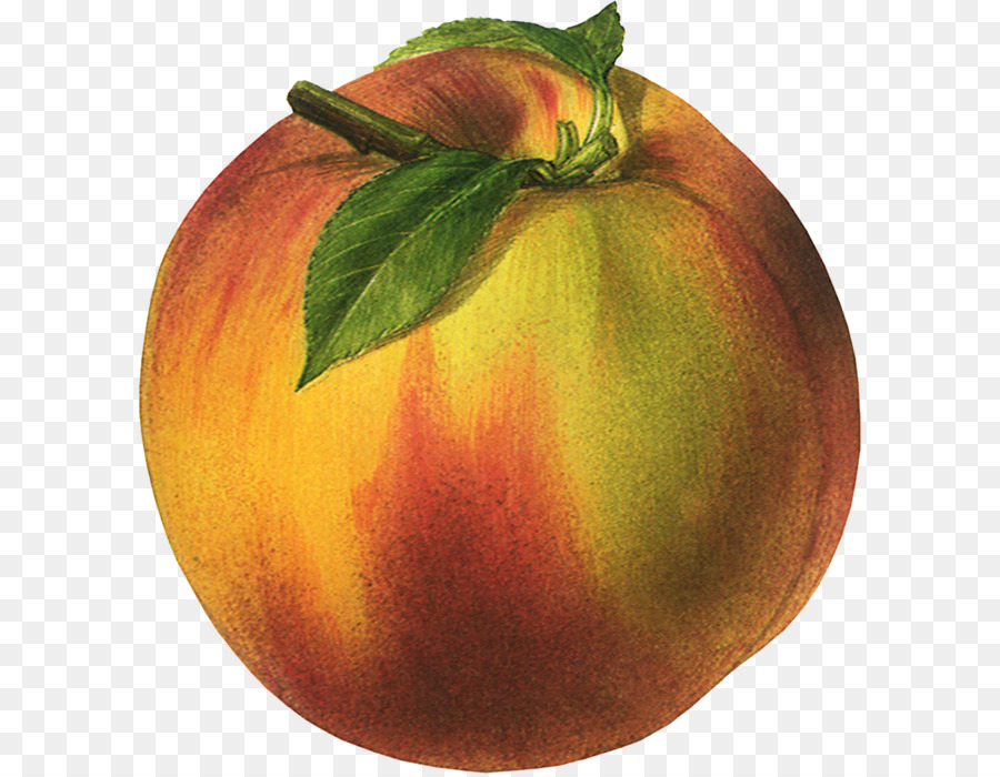 Pomme Verte，Pomme PNG