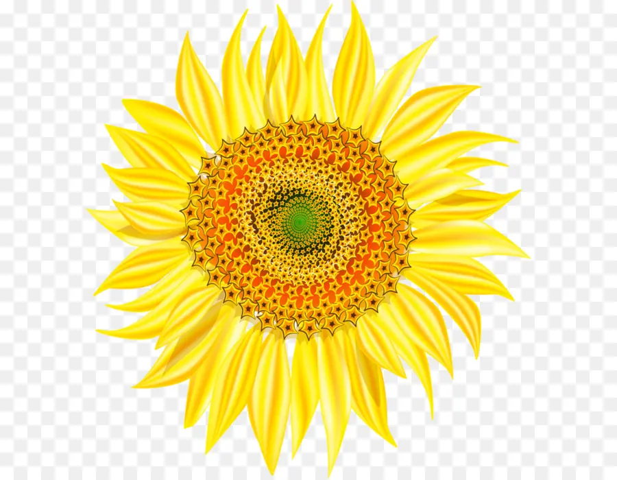 Commune De Tournesol，Fleur PNG