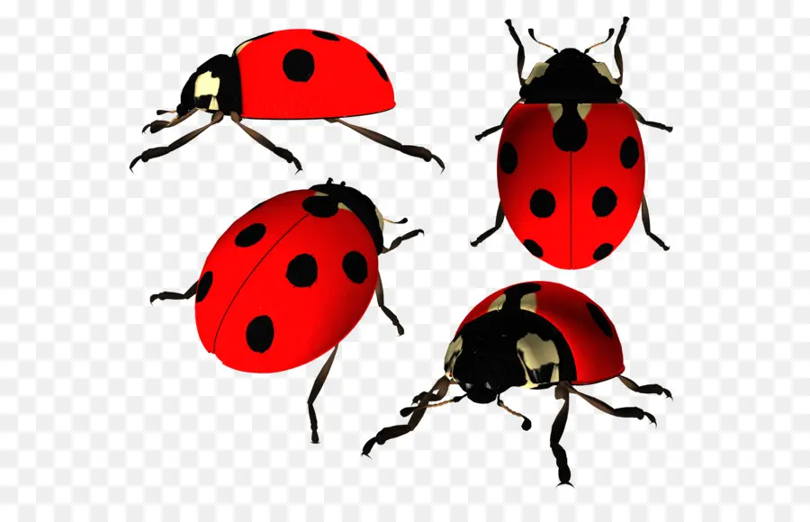 Coccinelle，Bogue PNG