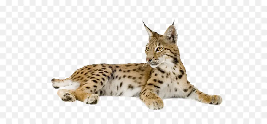 Eurasie Lynx，Bobcat PNG