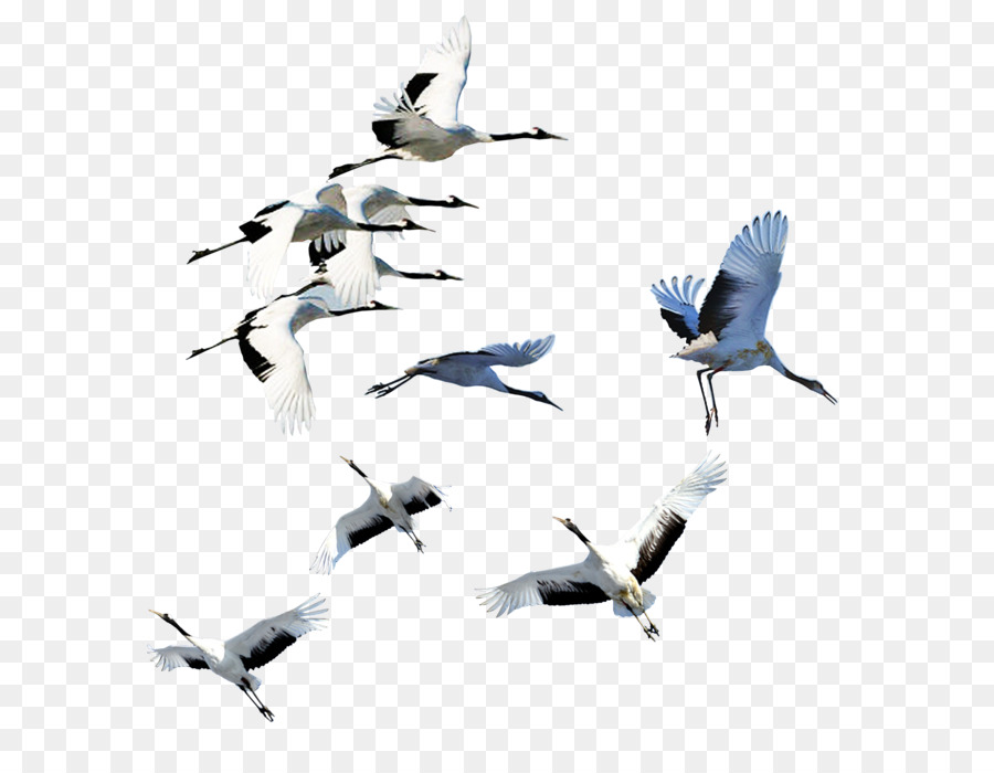 Oiseaux Volants，Vol PNG