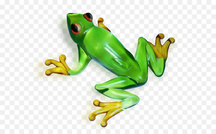 Grenouille Verte，Amphibie PNG