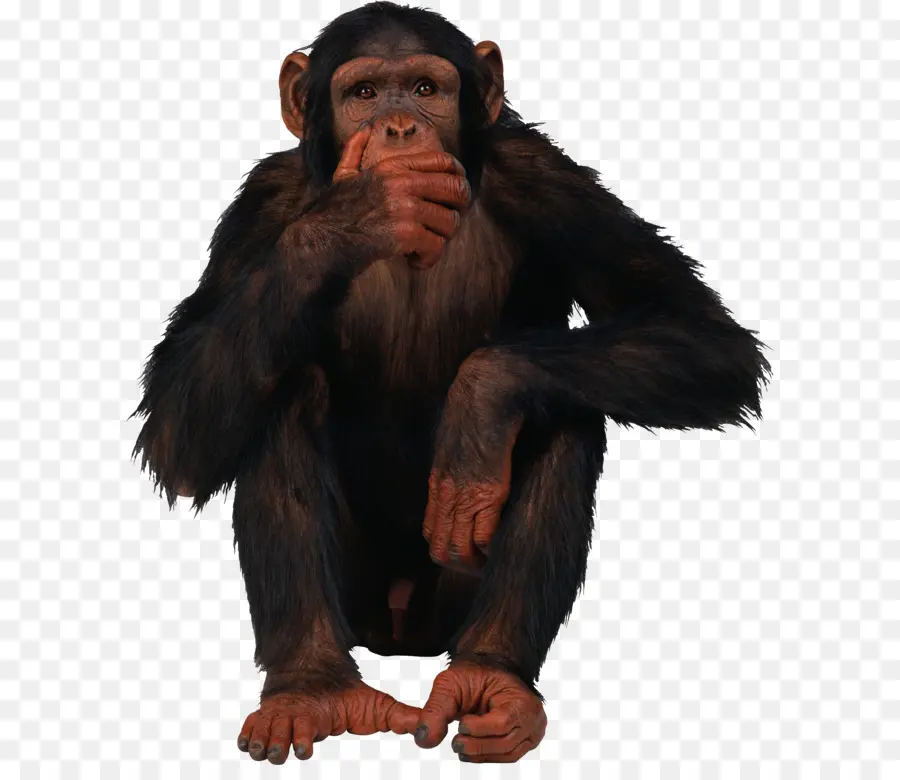 Chimpanzé Commun，Singe PNG