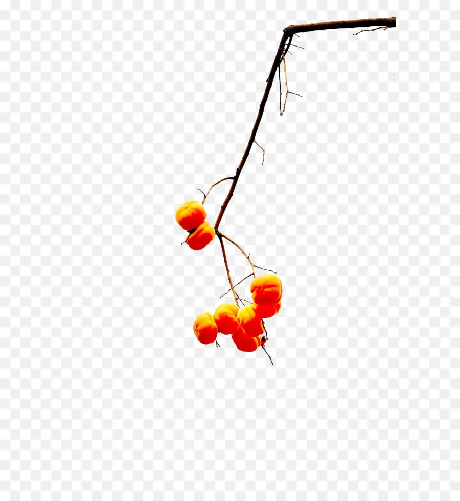 Kaki，Fruit PNG