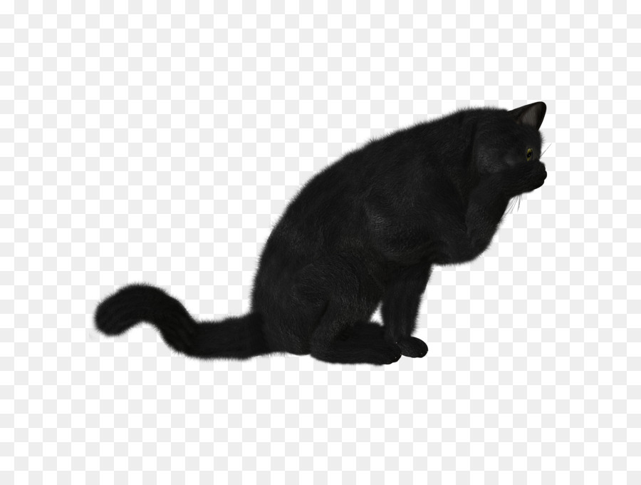 Chat Noir，Félin PNG