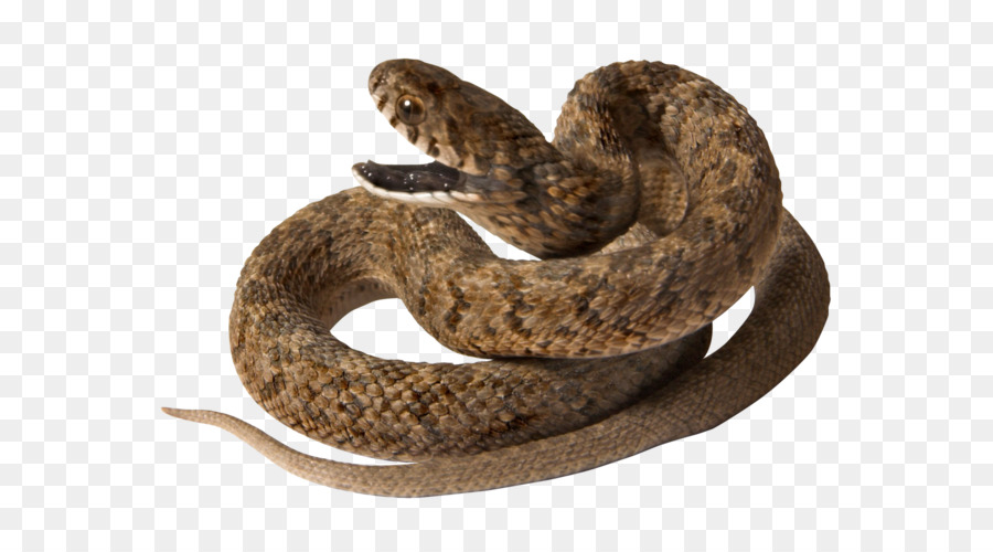 Serpent，Reptile PNG