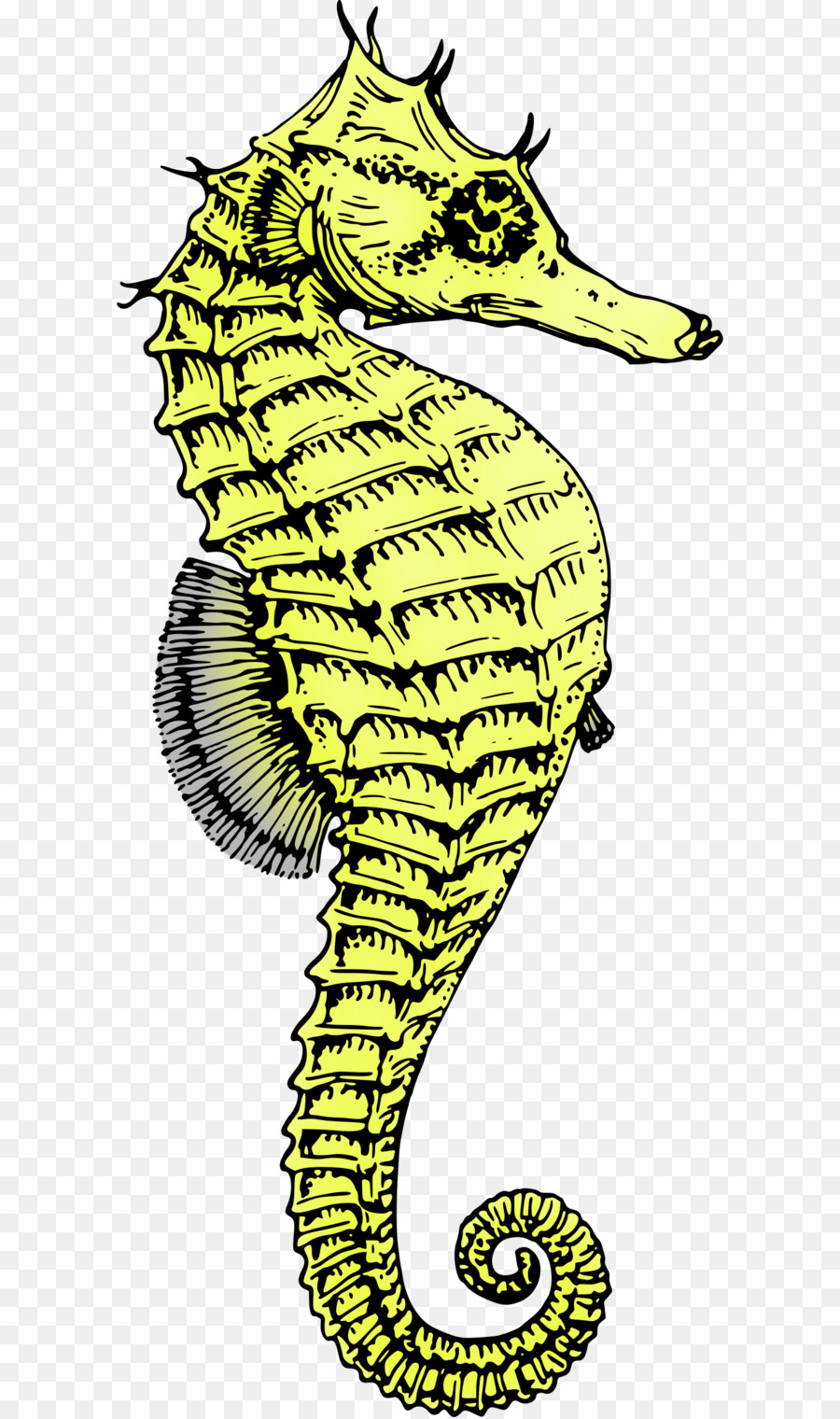 Hippocampe Jaune，Marin PNG