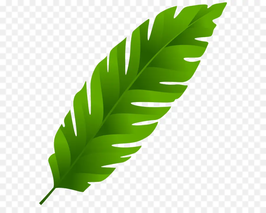 Feuille Verte，Usine PNG