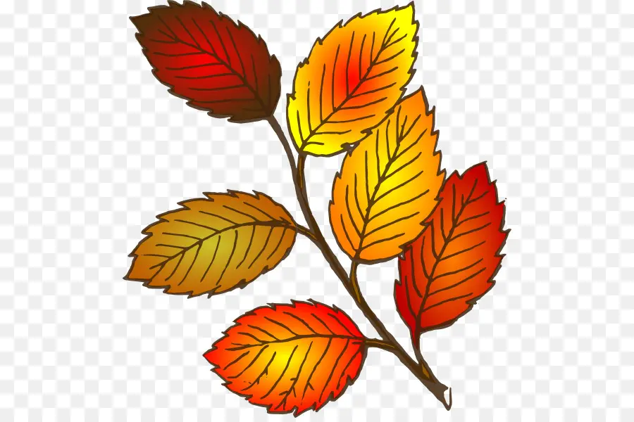 Feuille，Automne Feuille De Couleur PNG