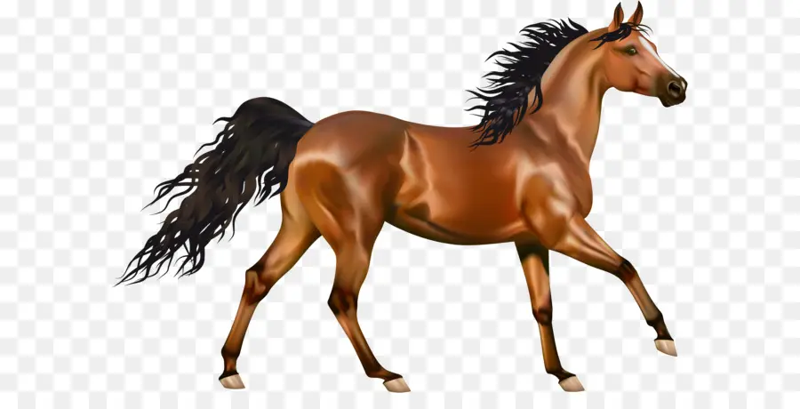 Cheval Arabe，Américain Peinture Cheval PNG