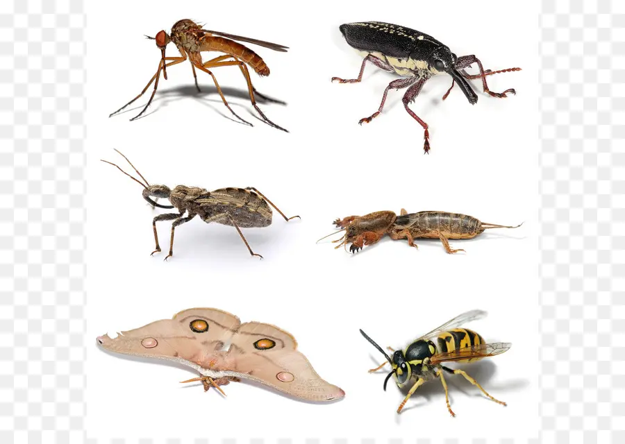 Insectes，Six Pattes PNG