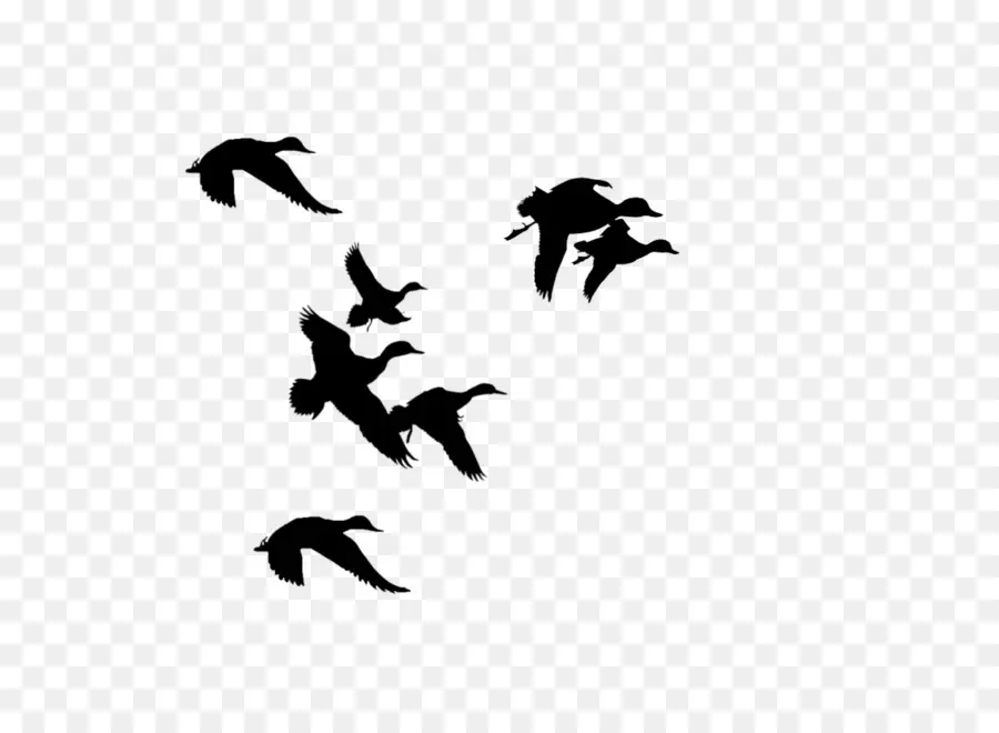 Oiseaux Volants，Ciel PNG