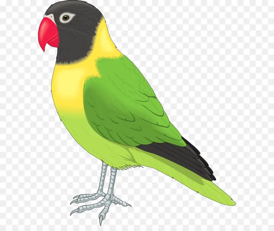 Perroquet，Coloré PNG