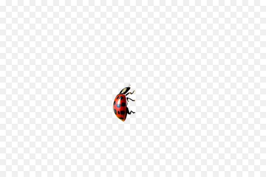 Coccinelle，Bogue PNG