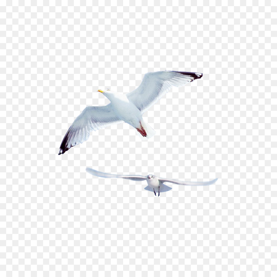 les mouettes oiseau commune de la mouette png les mouettes oiseau commune de la mouette transparentes png gratuit les mouettes oiseau commune de la