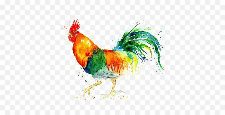 Coq，Coloré PNG