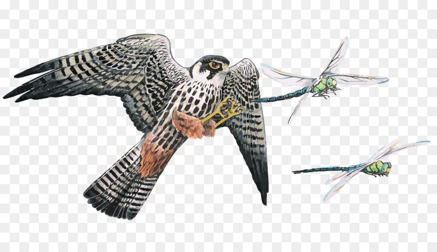 Oiseau，Insecte PNG