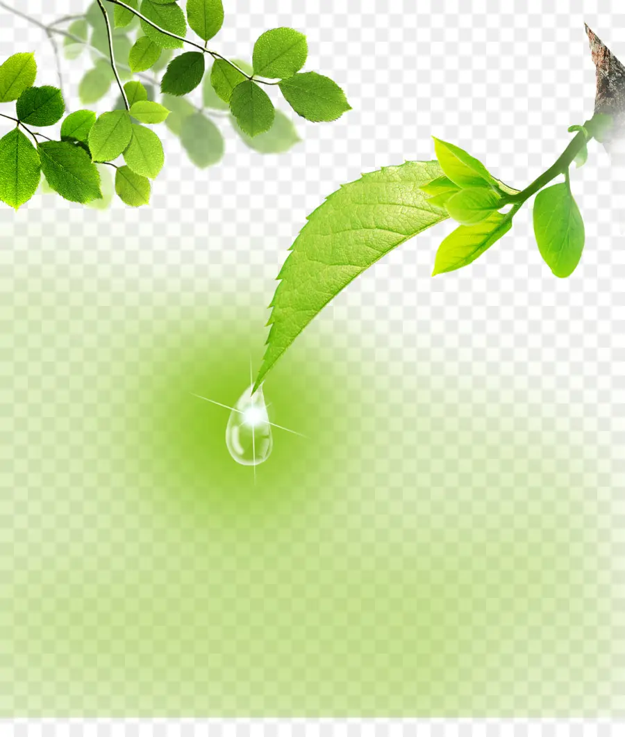 Feuille Avec Goutte D'eau，Feuille PNG