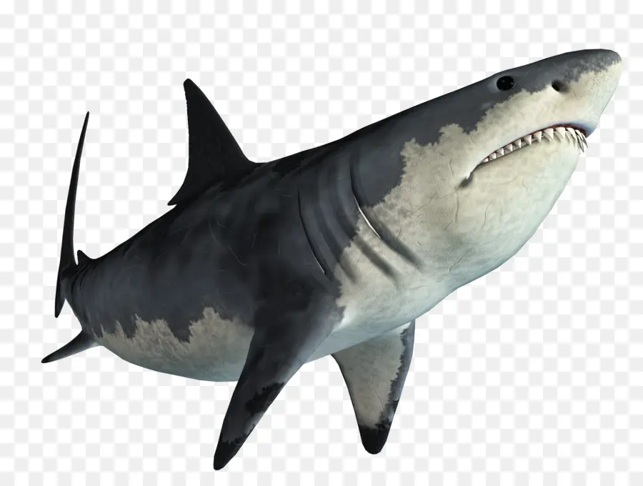 Requin，Montage PNG
