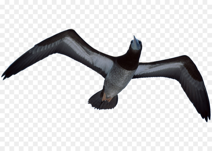 Albatros，Vol PNG