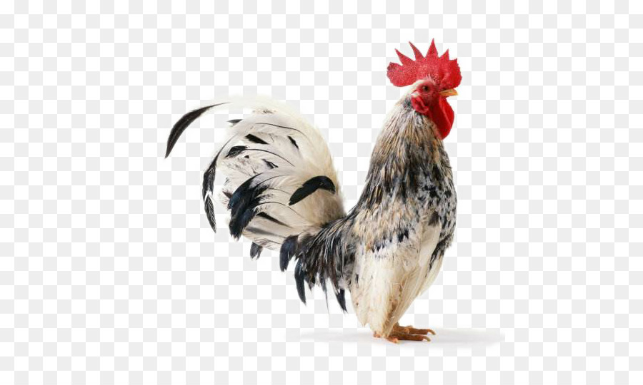 Poulet，Coq PNG