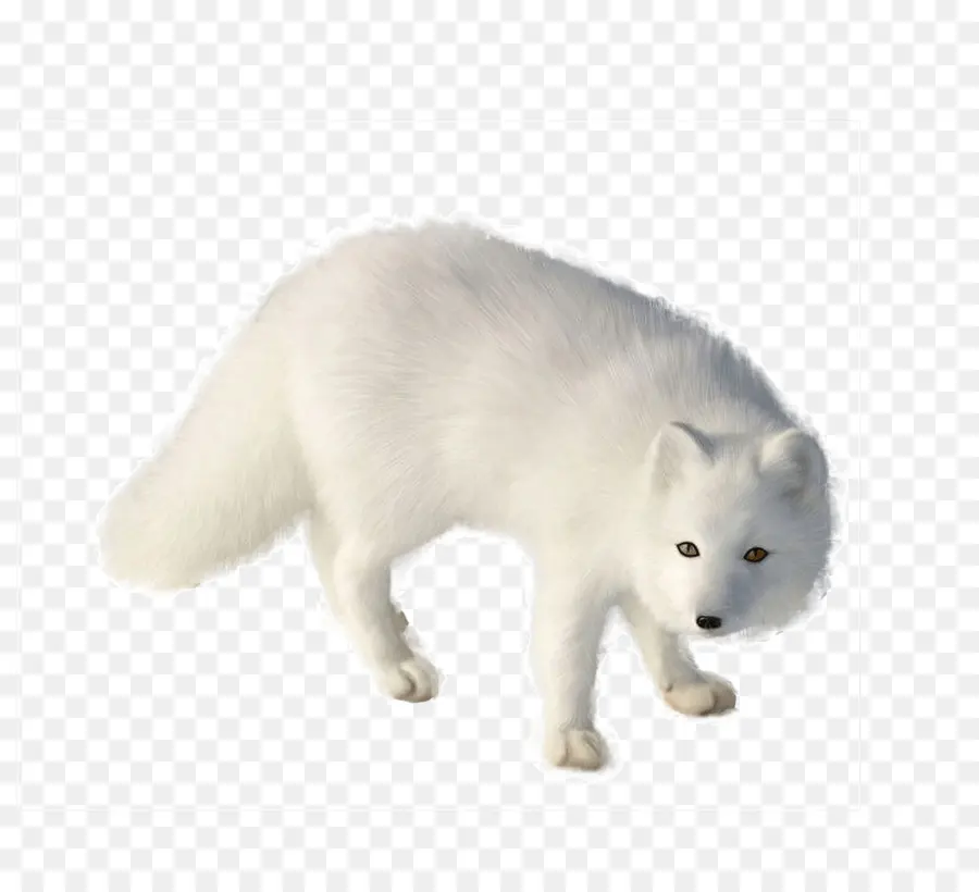 Renard Arctique，Blanc PNG