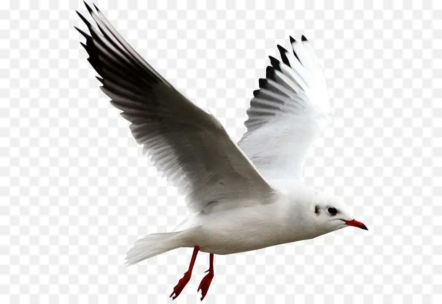 Oiseau，Goélands PNG