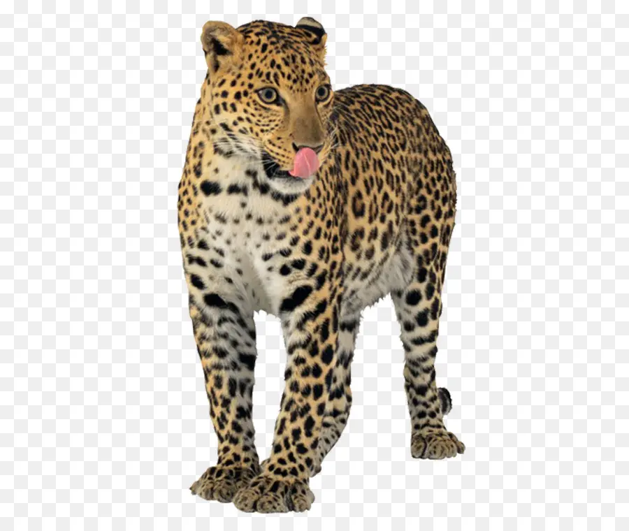 Jaguar，Léopard PNG