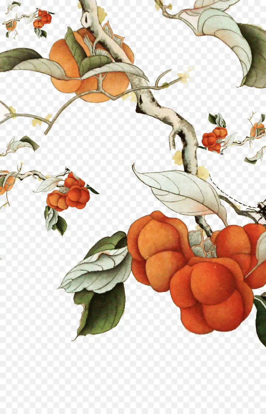 Fruits Oranges，Bifurquer PNG