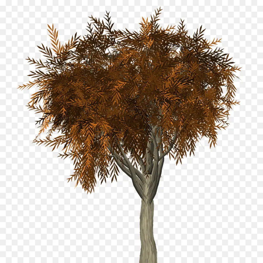 Arbre D'automne，Automne PNG