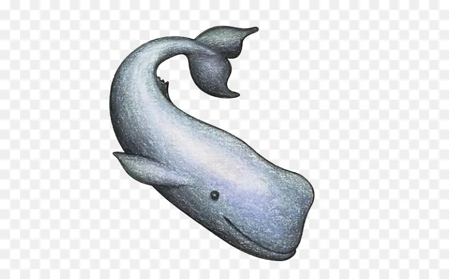 Baleine，Dessin PNG