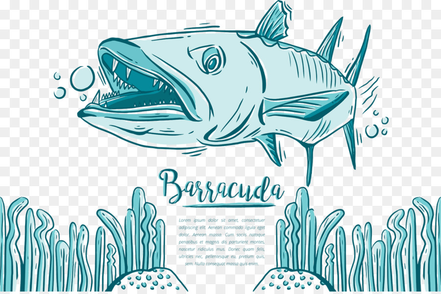 Barracudas，Mer PNG