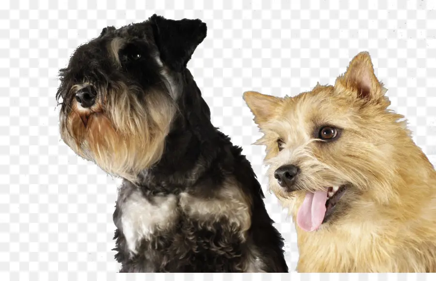 Chiens，Animaux De Compagnie PNG