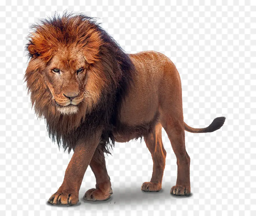 Lion，Lion De Mer PNG