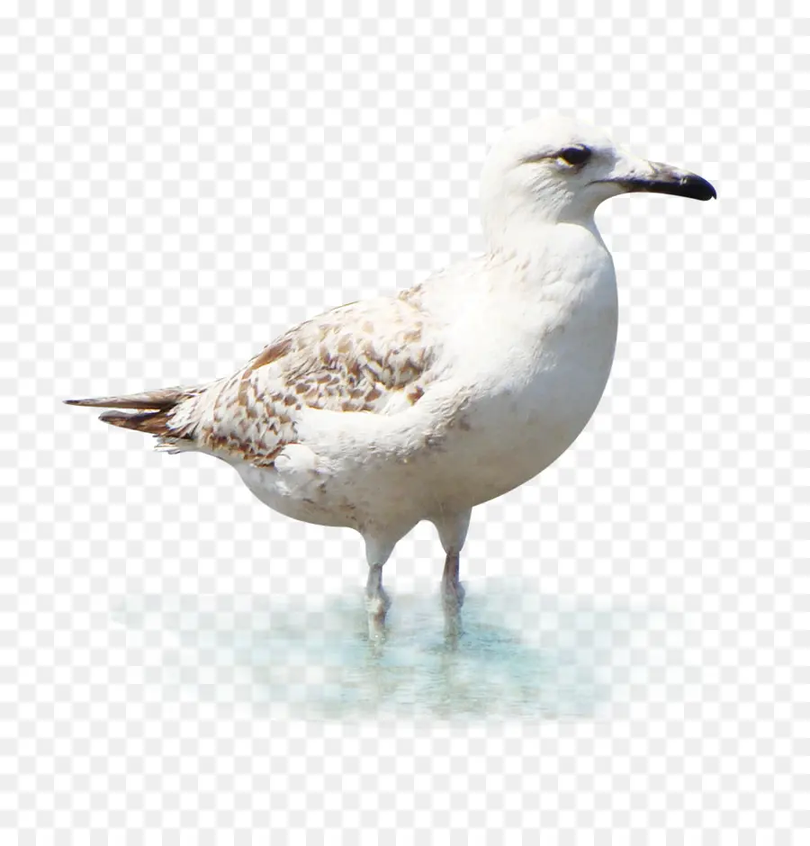 Mouette，Oiseau De Mer PNG