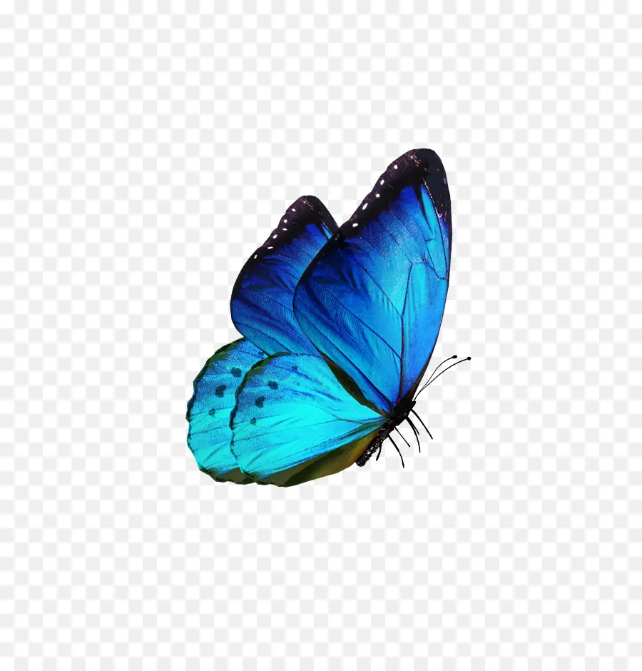 Papillon，Tshirt PNG